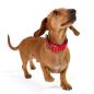 Preview: DOOG - Neosport Neoprene Dog Collar Red - Gr. L Preview: DOOG - Neosport Neoprene Dog Collar Red - Gr. L